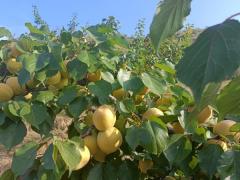 吴起长城本地大杏成熟了，欢迎前来采摘