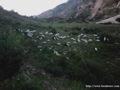 陕北跑山羊售卖