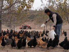 散养黑乌鸡绿壳蛋