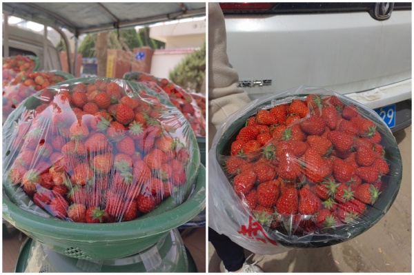 今日份新鲜草莓