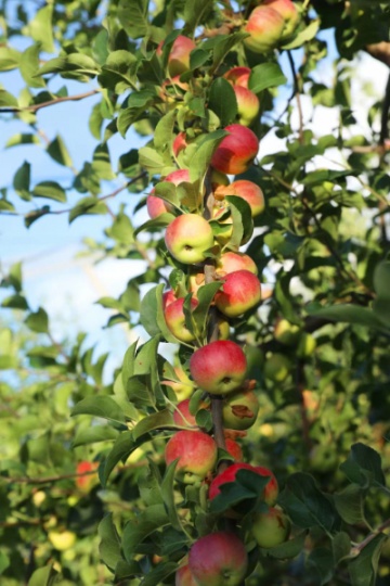 我需要卖自家山地袖珍苹果！！！