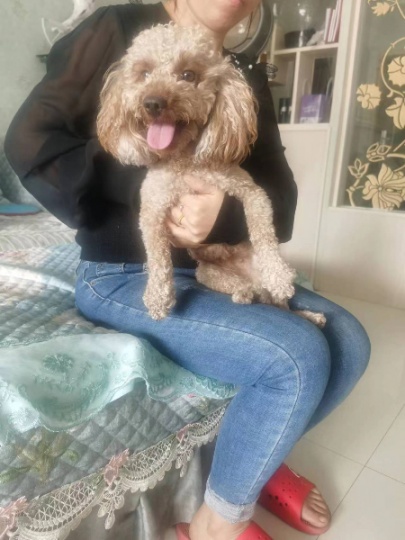 免费赠送泰迪狗