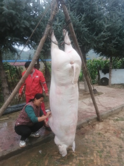 真正的农村猪肉