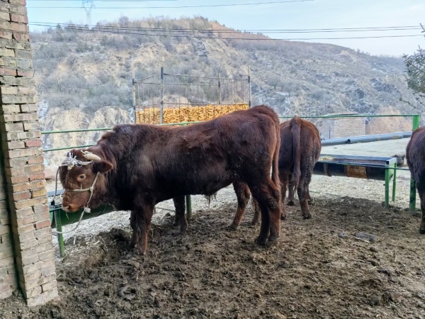 农村土牛肉售卖