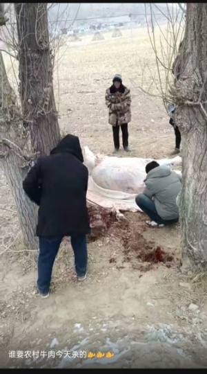 自己喂的农村新鲜牛肉