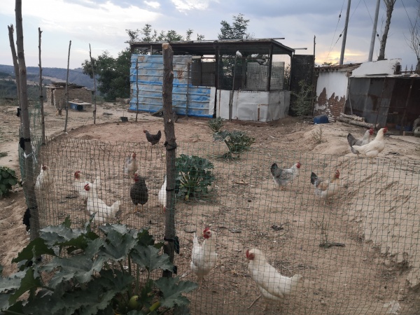 出售农村老家土鸡