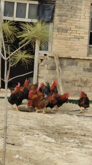 农村土鸡，山羊羯子