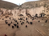 散养乌鸡、野鸡，还有乌鸡蛋