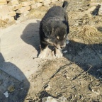 出售最后一只土狗，联系电话：15991117808