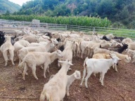 农村圈养跑山羊