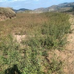 酸桃苗子 有意者联系