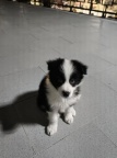 边牧幼犬出售